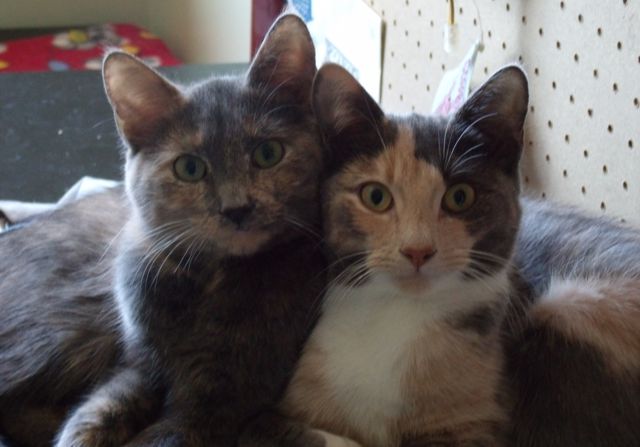Sweet Pea & Patches (April 14, 2014)
